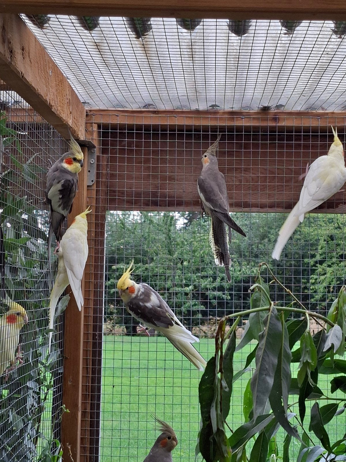 Valkparkieten duitse kuiven, Dieren en Toebehoren