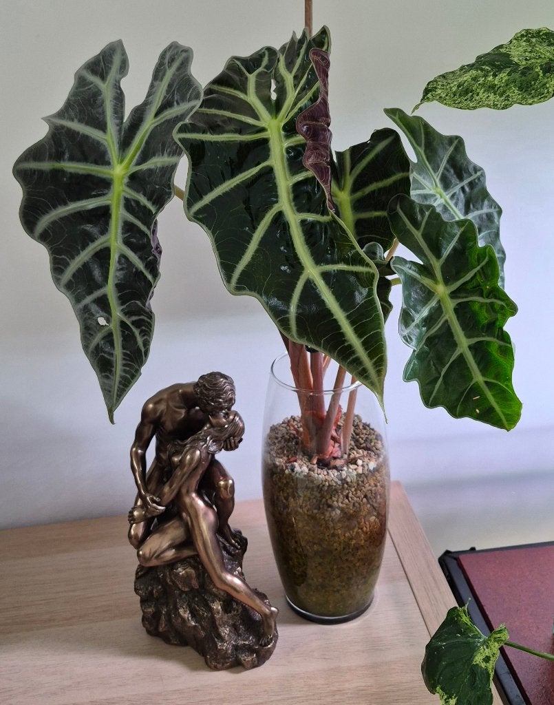 Alocasia Polly, Huis en Inrichting, Kamerplanten, Ophalen, Overige soorten, Halfschaduw, In pot