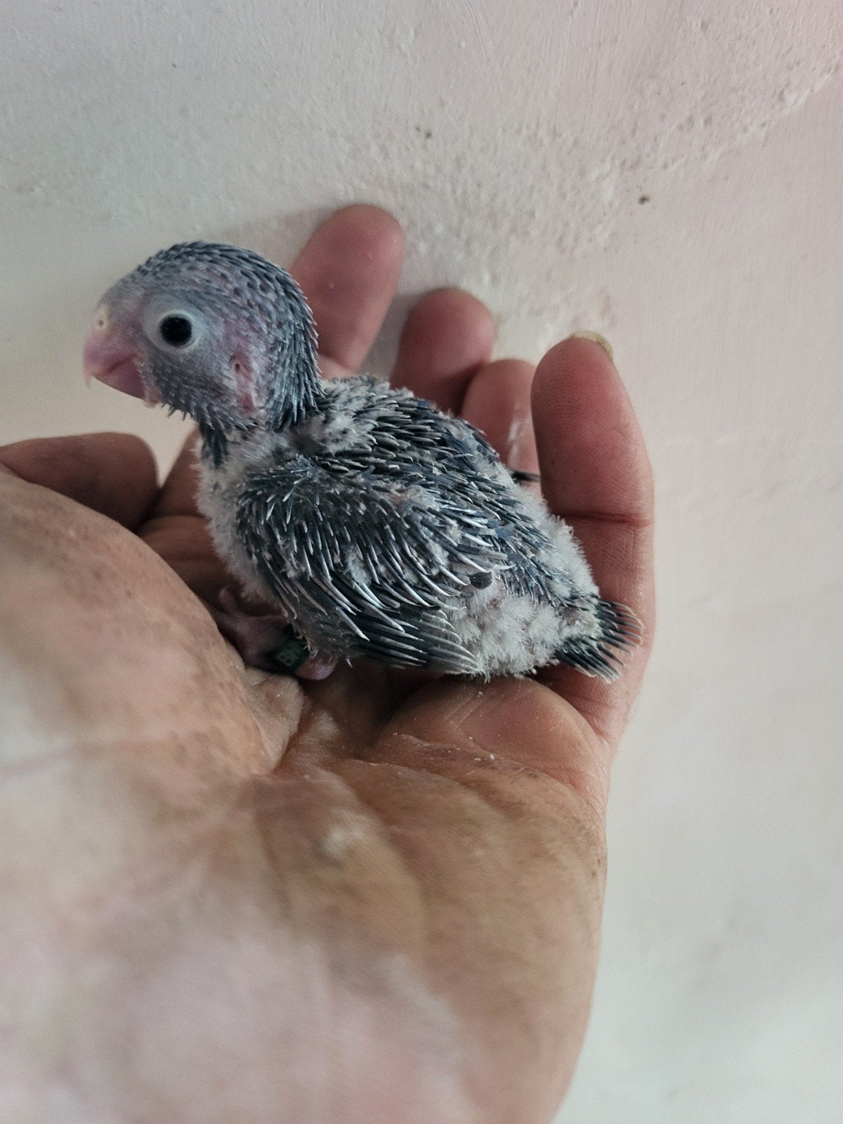 3x forpus voor handopfok, Animaux & Accessoires, Sexe inconnu, Perroquet, Bagué