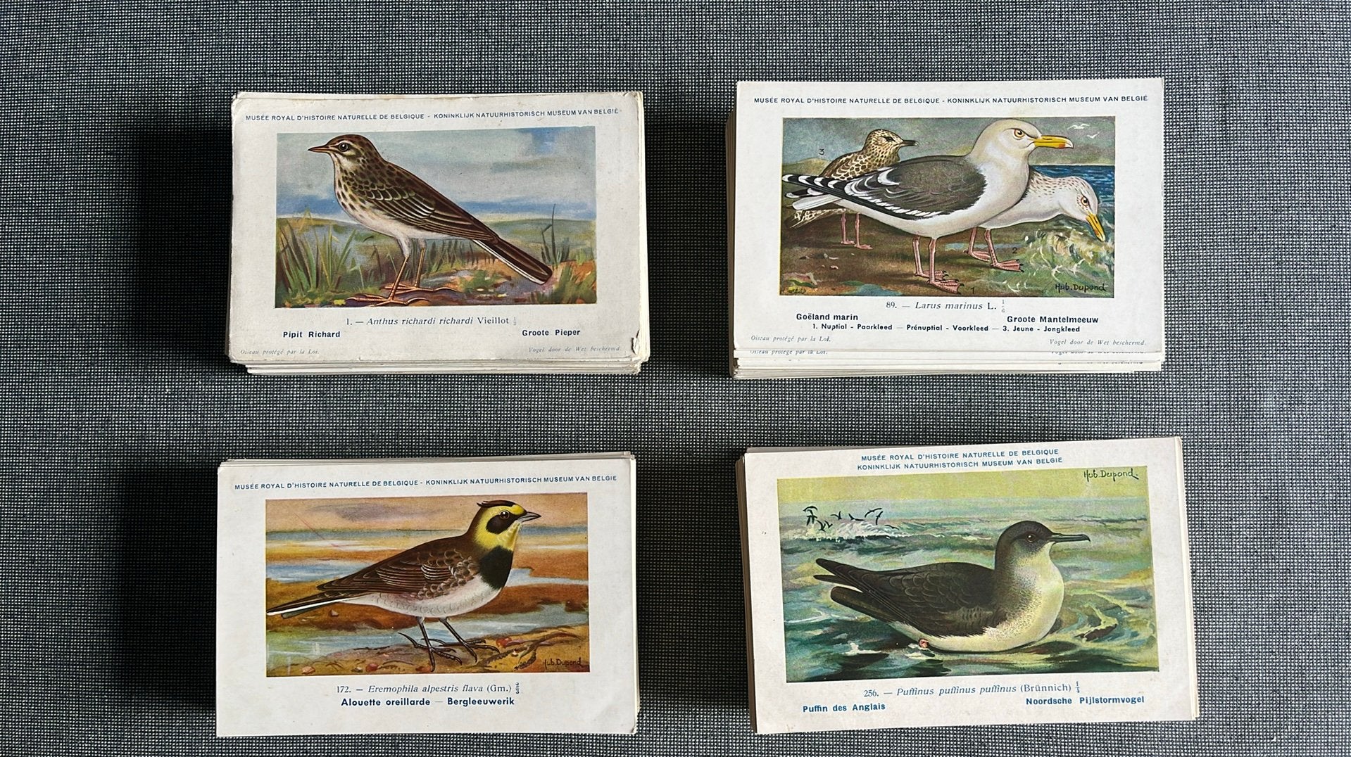 343 prenten vogels : Kon. Natuurhistorisch Mus. van België, Ophalen of Verzenden
