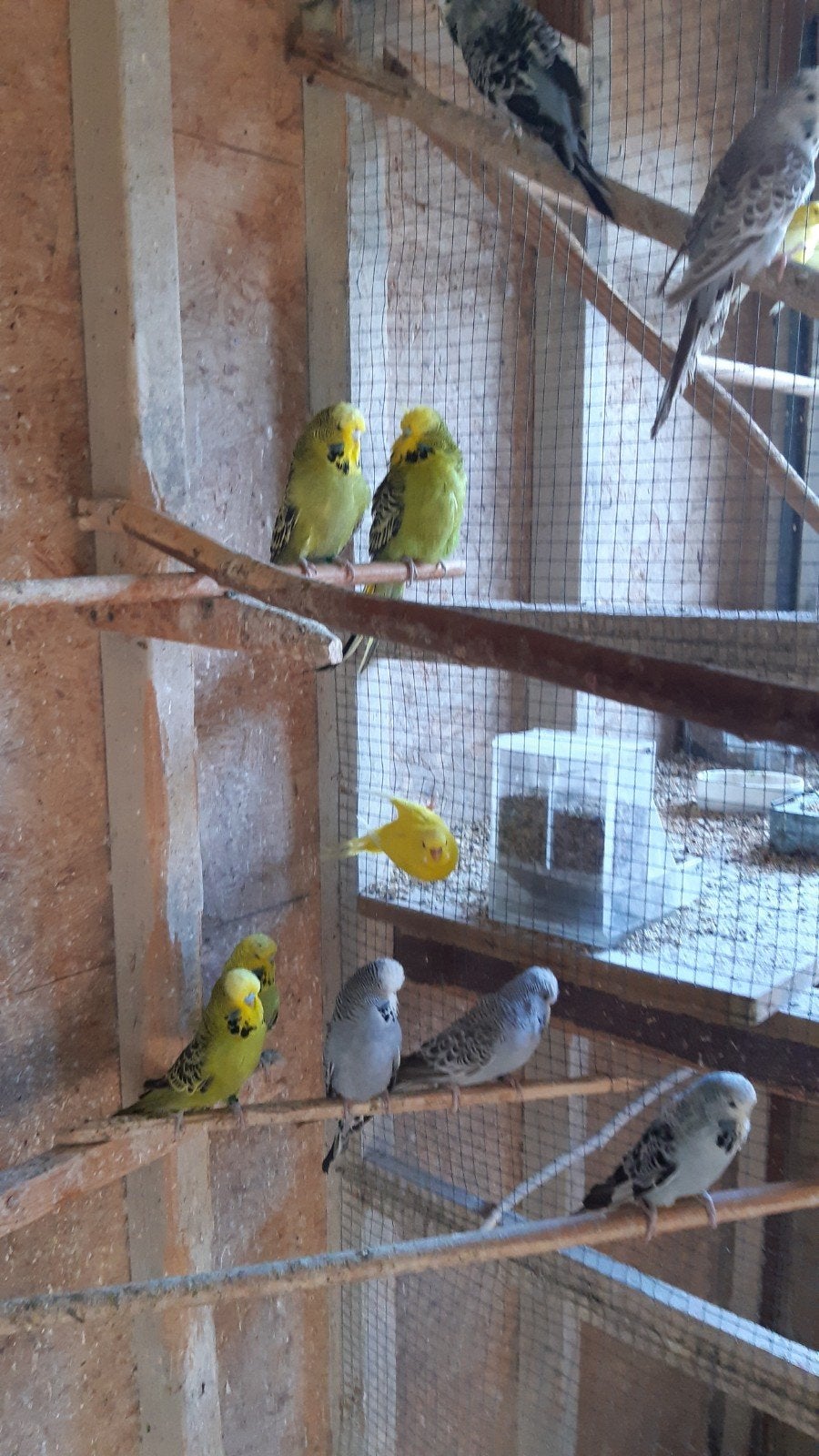 engelse grasparkieten, Dieren en Toebehoren