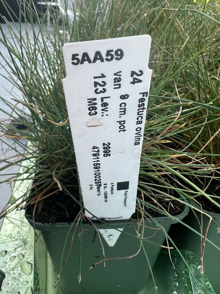 Festuca Ovina - Schapengras, Tuin en Terras, Planten | Tuinplanten, Ophalen, Bodembedekkers, Vaste plant, Halfschaduw