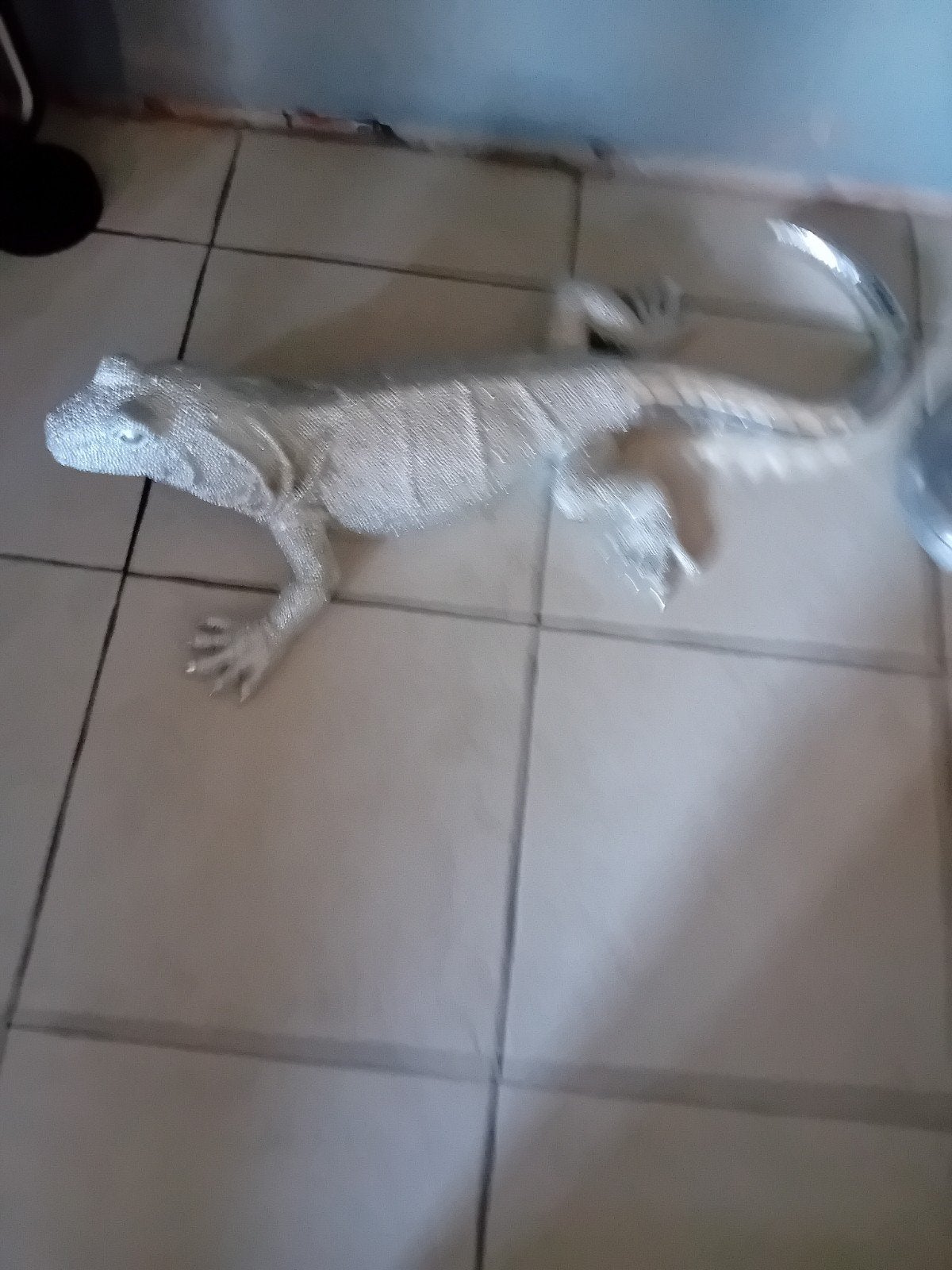 salamandre, Enlèvement