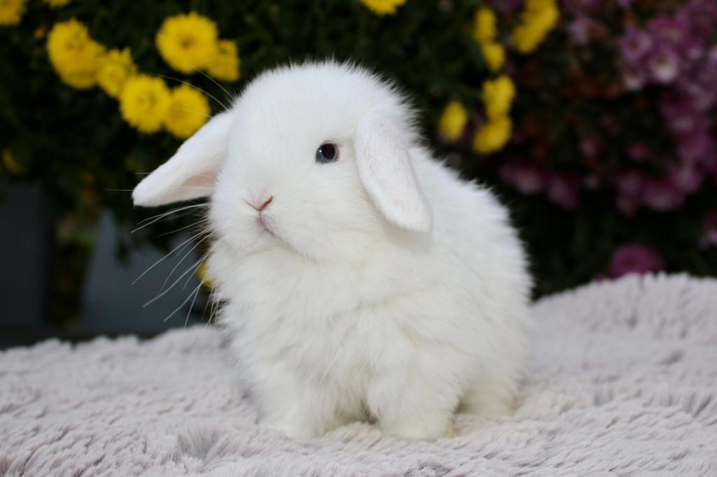 Lapin mini lop, Dieren en Toebehoren, Ophalen, Konijn