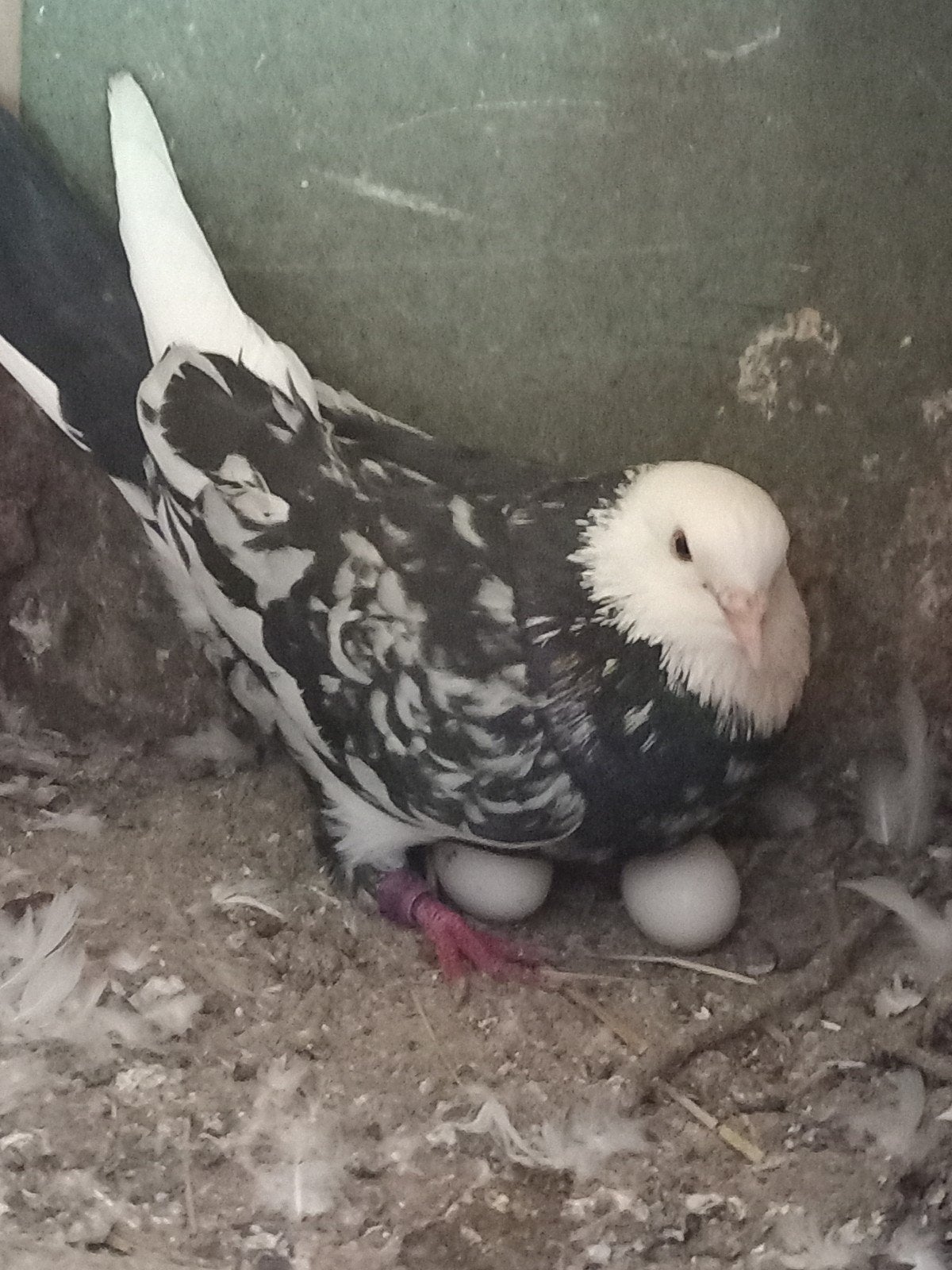 Iranian duiven Koppel 100€, Dieren en Toebehoren, Pluimvee