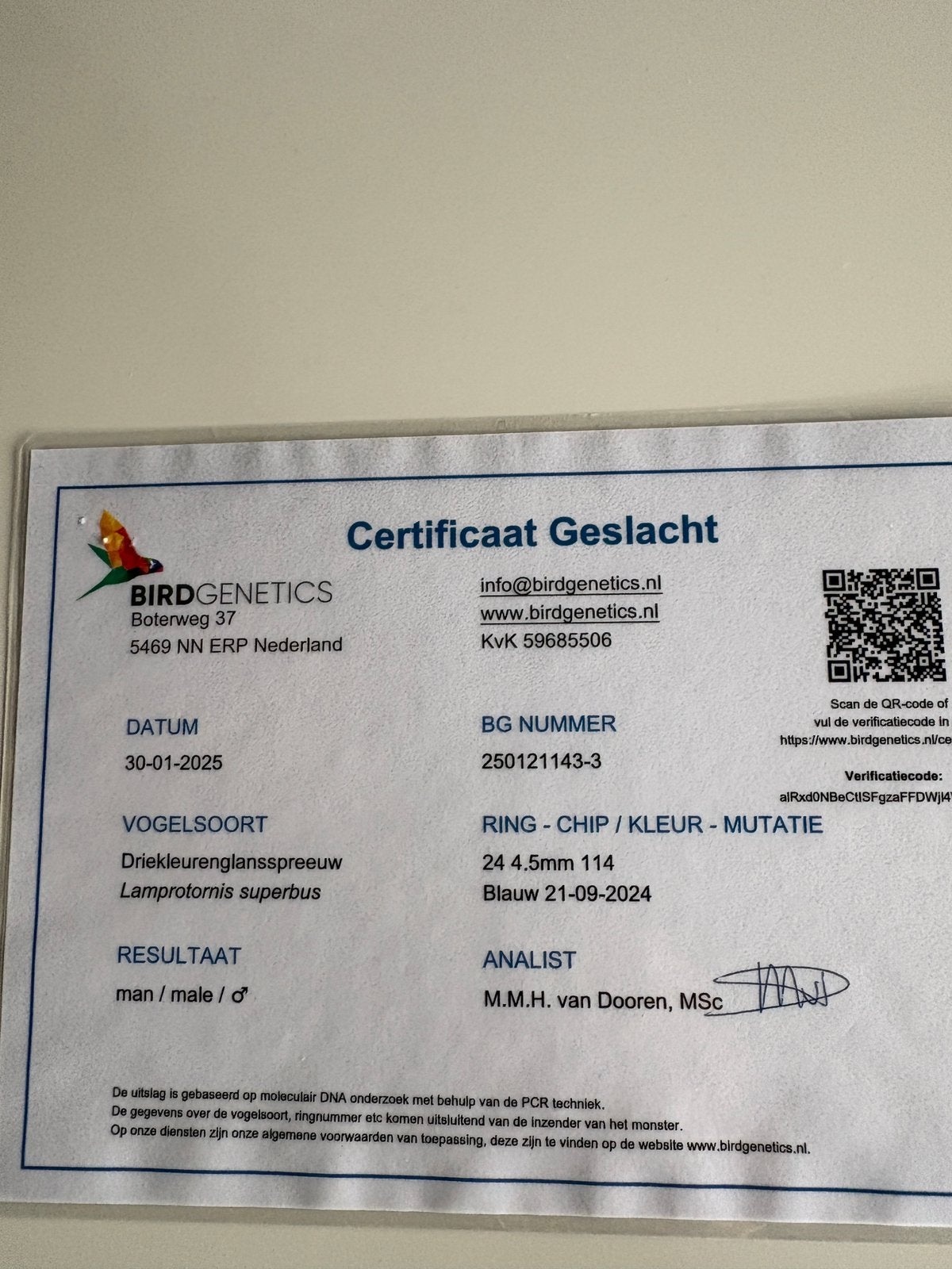 DRIEKLEUR GLANSSPREEUW 2024, Dieren en Toebehoren, Mannelijk, Tropenvogel, Geringd