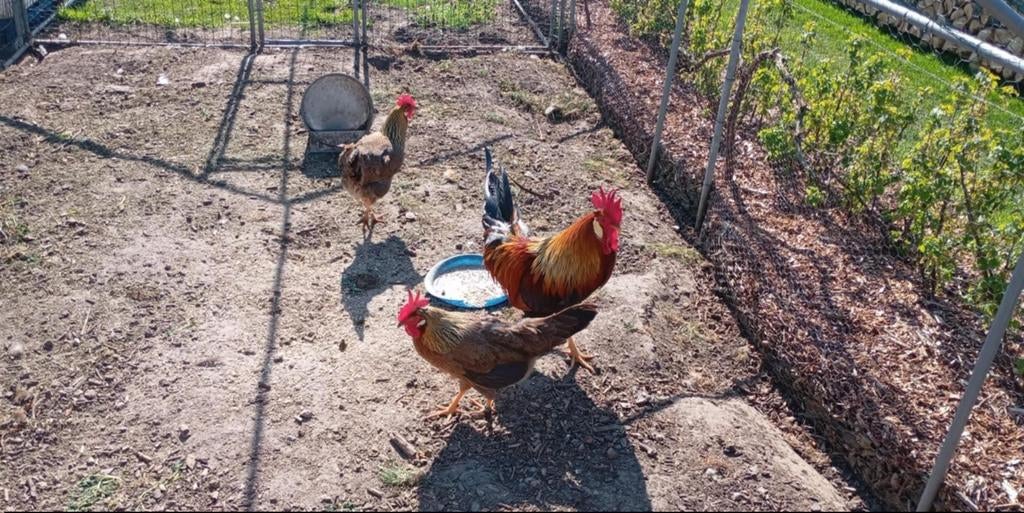 Œufs à incuber : leghorn, perdrix dorée