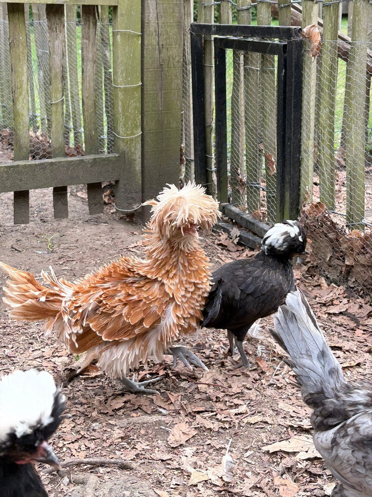 Poussins à vendre, Animaux & Accessoires, Volatiles, Plusieurs animaux, Poule ou poulet