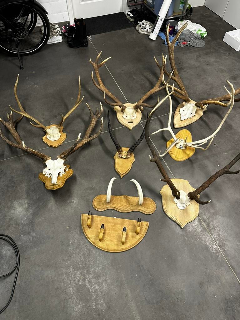 Geweien jacht trofee schedel hertengeweien, Antiek en Kunst, Ophalen