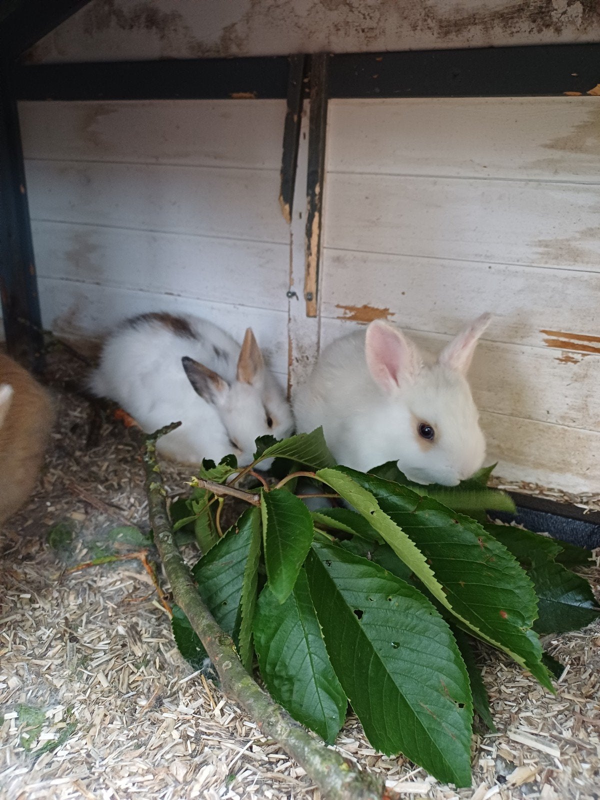 Baby dwerg konijntjes, Dwerg