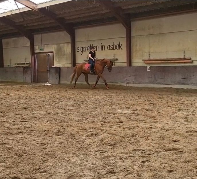 Lieve merrie zoekt een fijn huisje!, Dieren en Toebehoren, Merrie, 11 jaar of ouder, Met stamboom, B