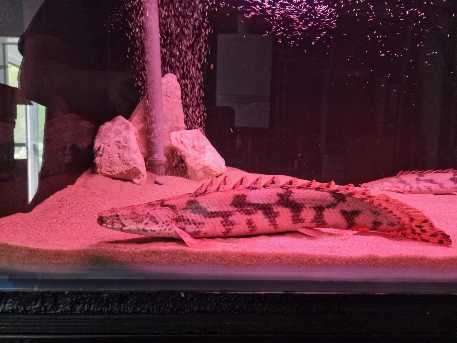 Polypterus bichir endlicherii