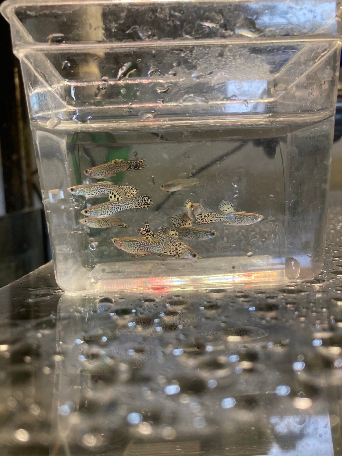 raszuiveren Guppy, guppies, gup, guppen, Dieren en Toebehoren, Vis, Zoetwatervis, Schoolvis