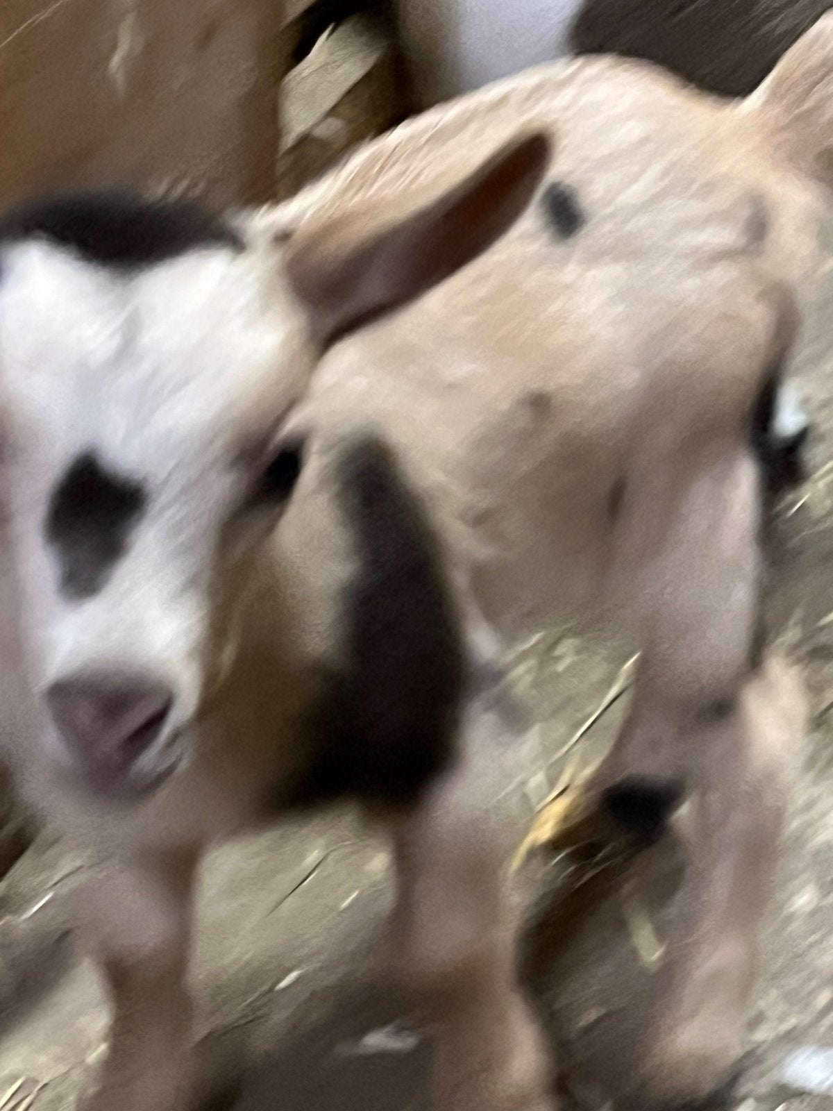 Dwergeit mieke met 2 miekes