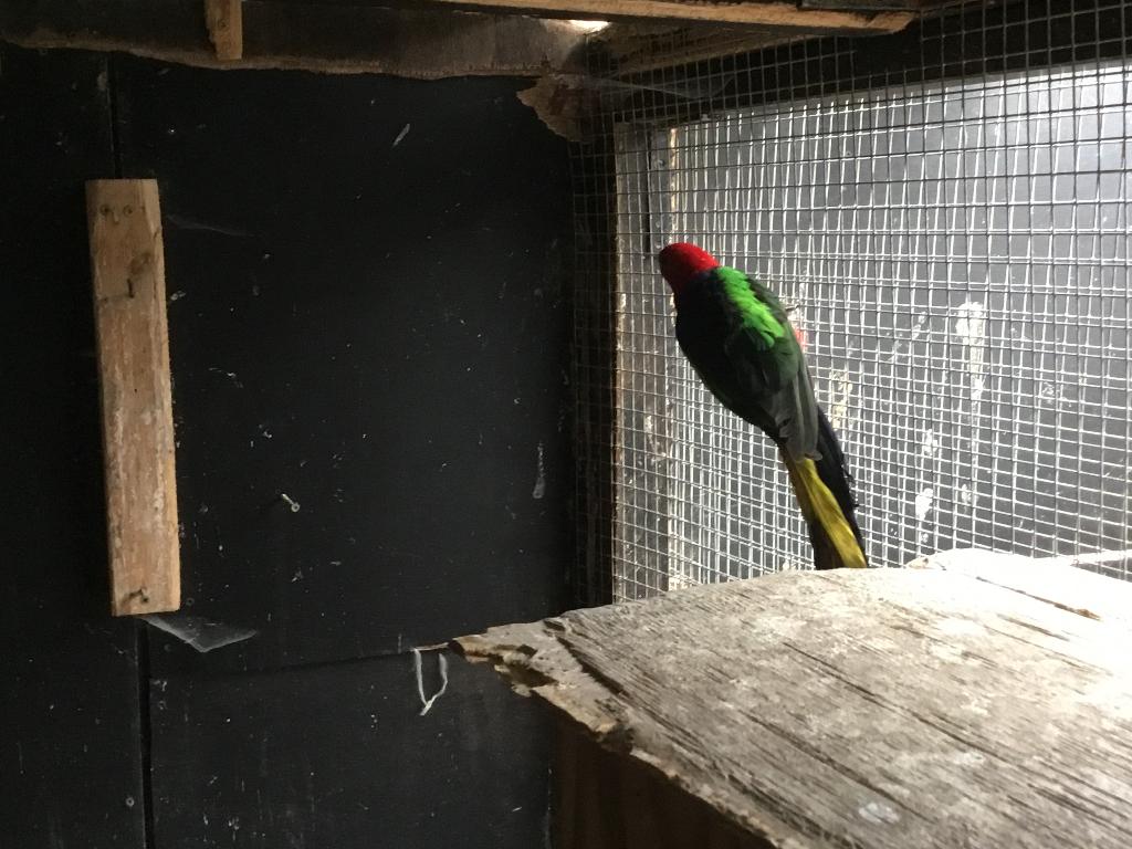 Groenvleugel koningsparkieten, Dieren en Toebehoren, Vogels | Parkieten en Papegaaien