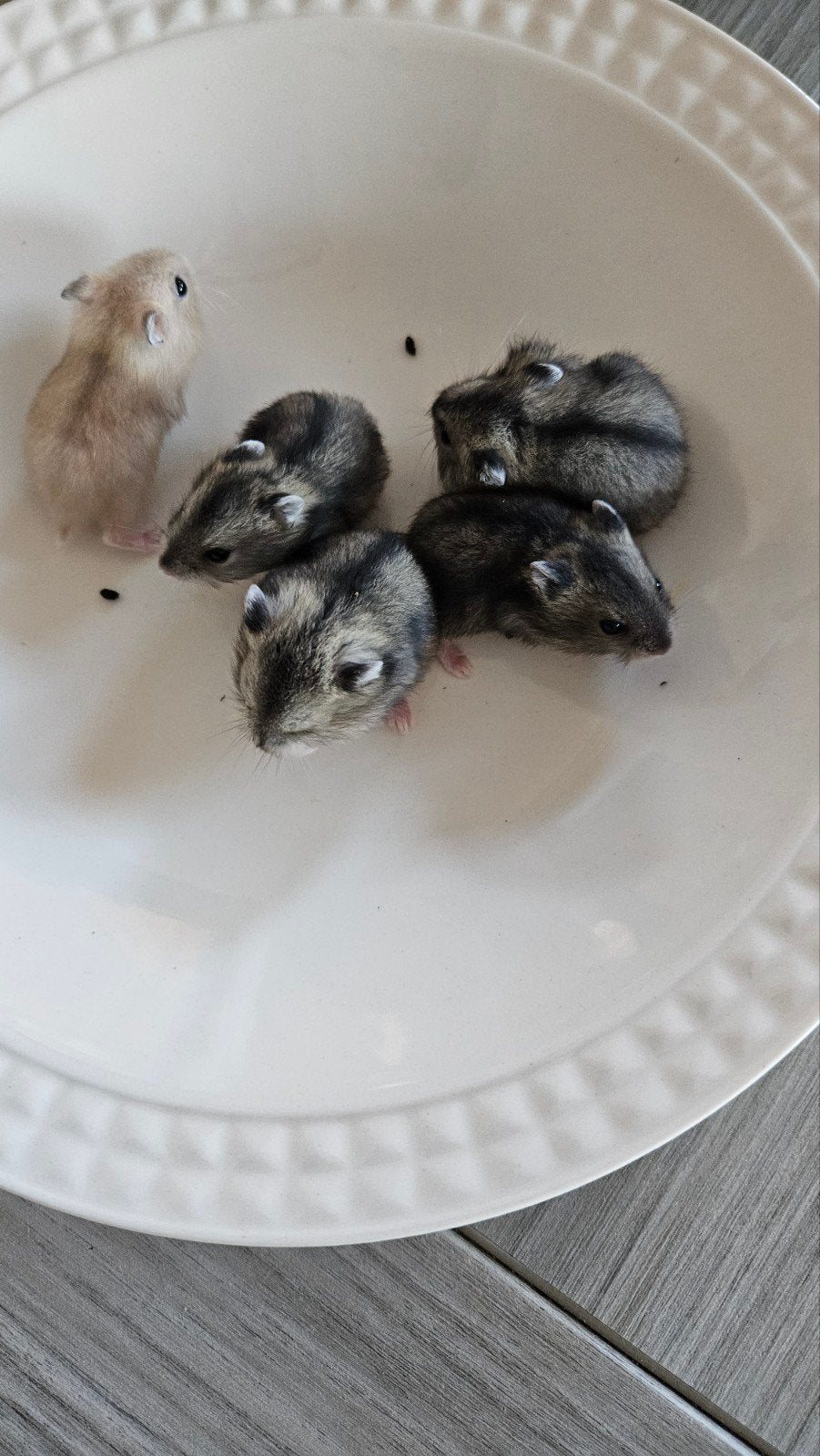 Dwerghamster geboren 16 juni 2026, Juin, Plusieurs animaux, Hamster
