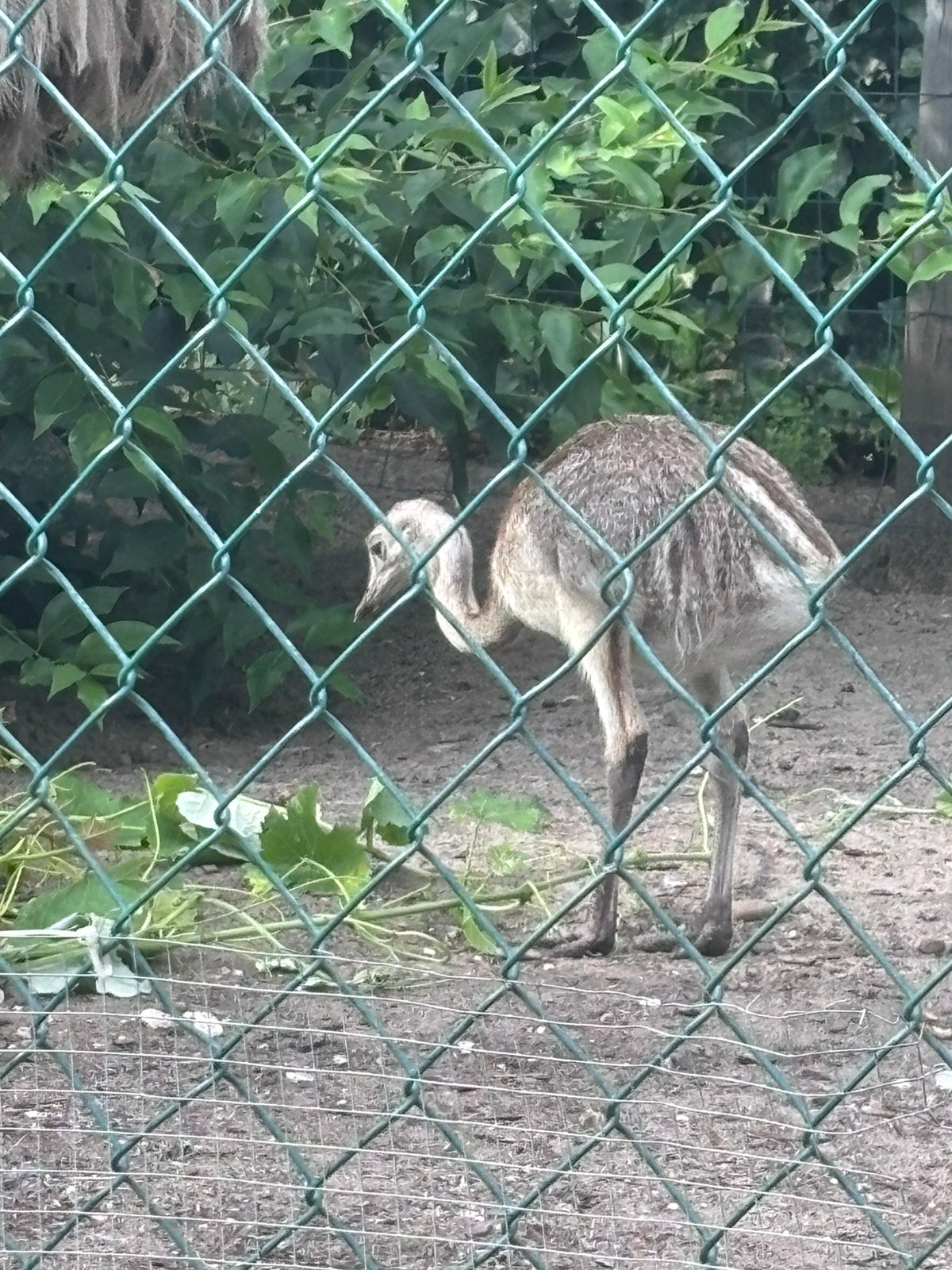 Laatst nandoe kuikens, Dieren en Toebehoren, Pluimvee, Meerdere dieren, Overige soorten
