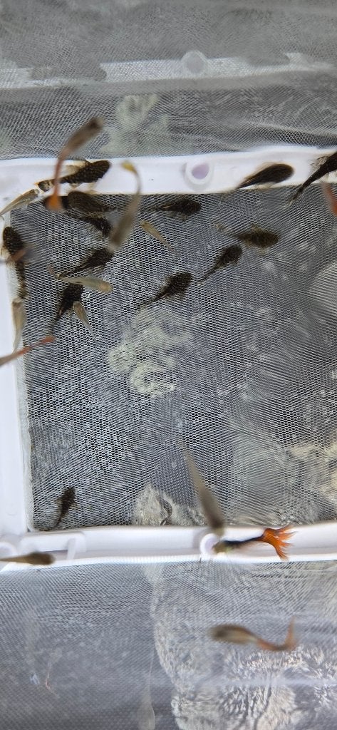 Pleco's van +/- 3 maanden oud