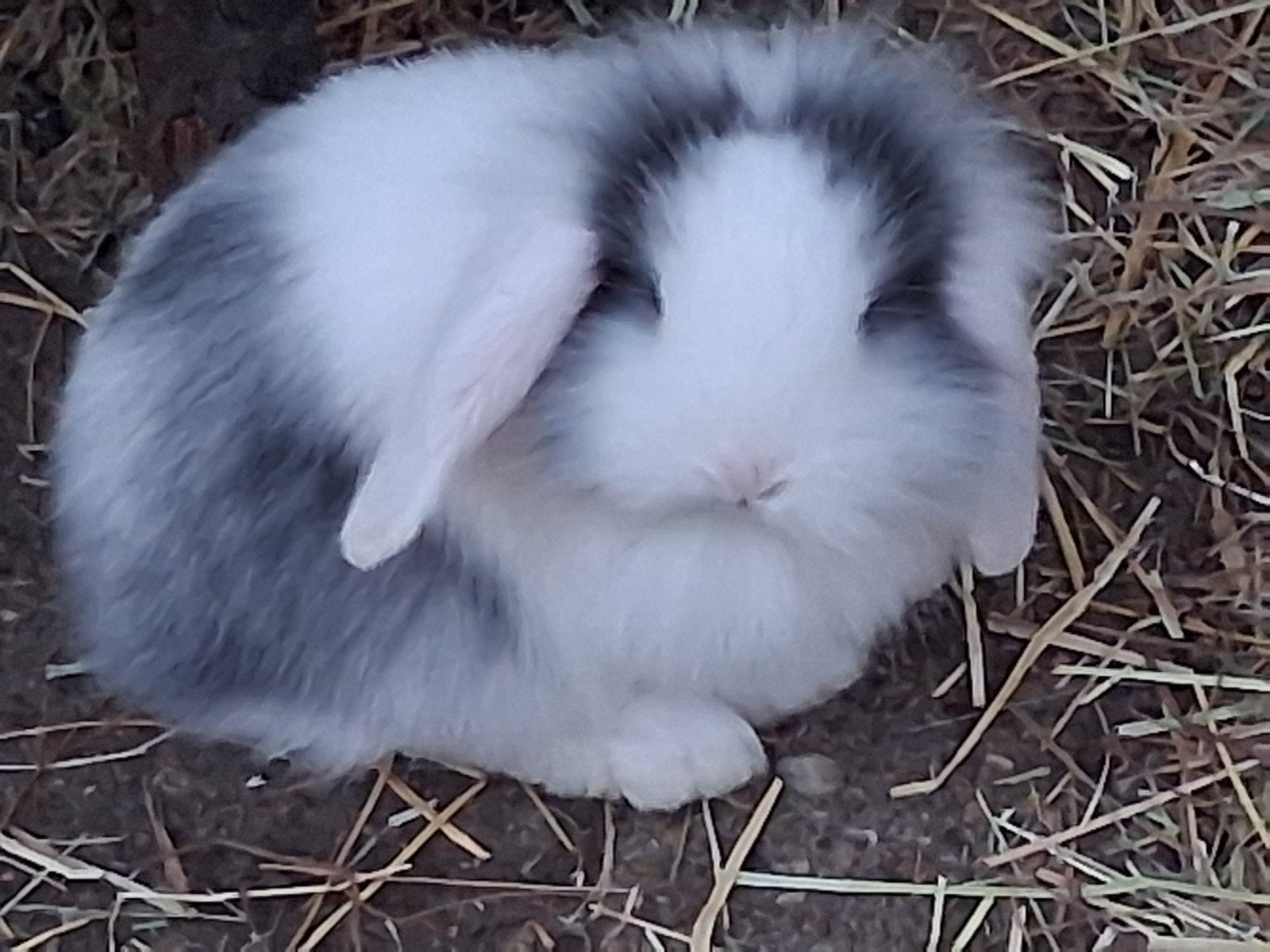 Hangoor konijn., Dieren en Toebehoren, Meerdere dieren, Klein, Hangoor, 0 tot 2 jaar