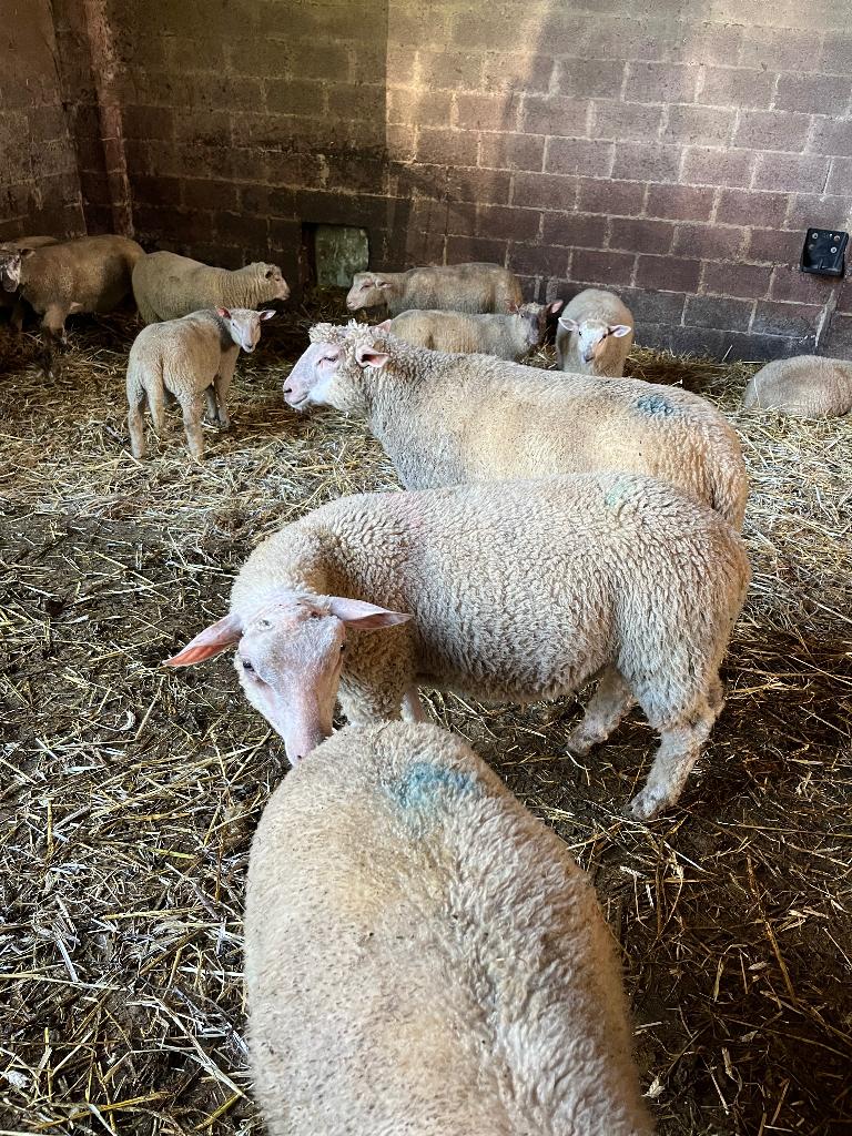 Moutons agnelles, Vrouwelijk, Schaap, 0 tot 2 jaar