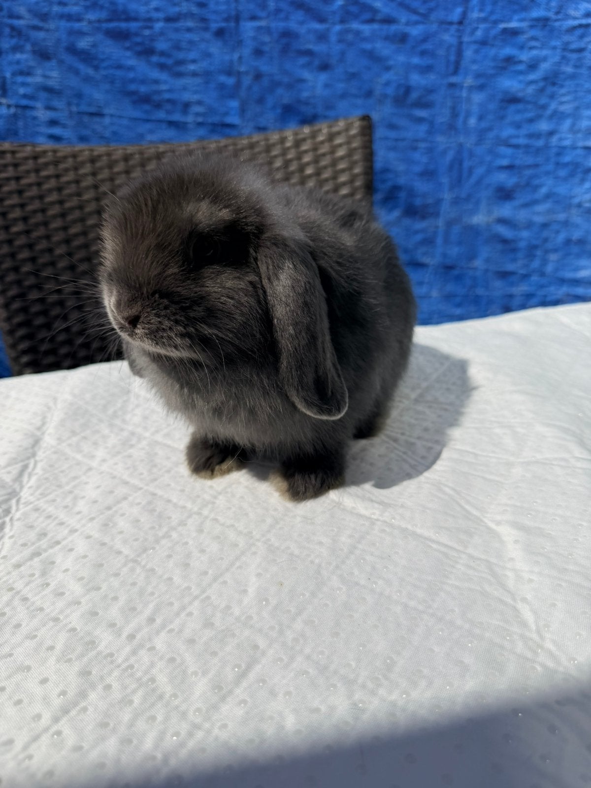 Minilopje, Dieren en Toebehoren