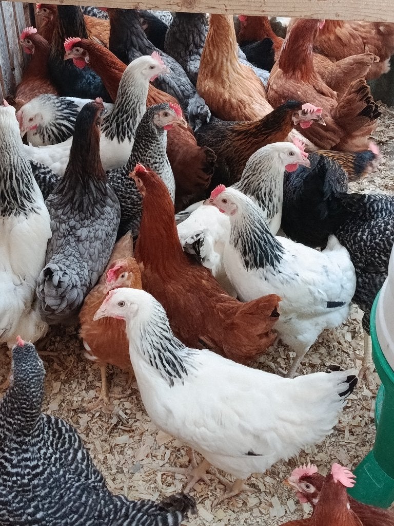 legkippen + sierkippen + kleurleggers + hokken 0499/082381, Vrouwelijk, Kip