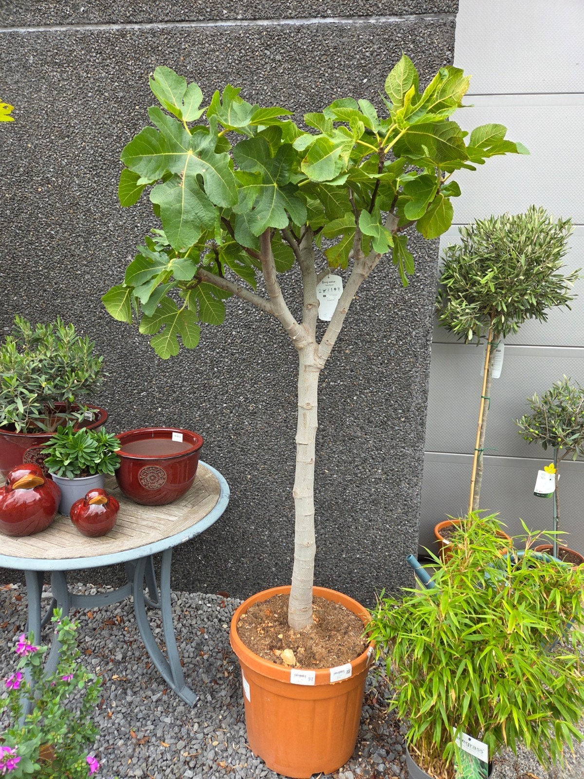 vijgenboom Ficus Carica, Jardin & Terrasse, Enlèvement, Ombre partielle, Figuier