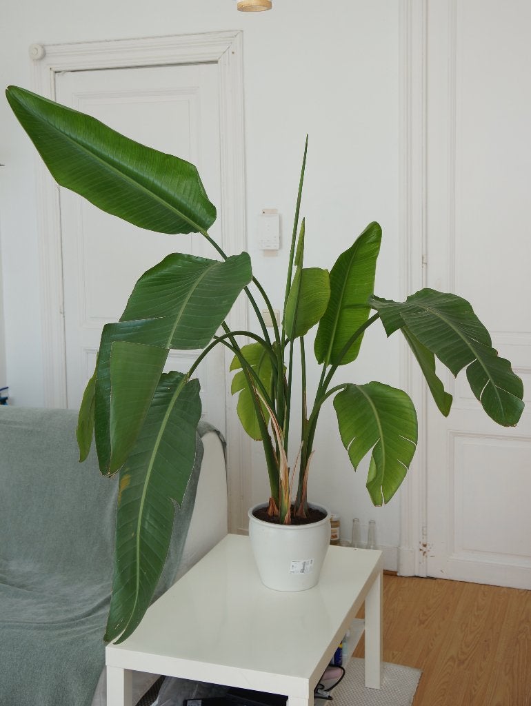 Grote plant Strelitzia nicolai (witte paradijsvogel), Ophalen, Palm, Halfschaduw, In pot