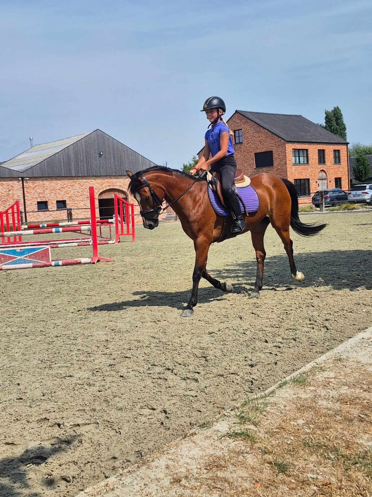 Dressuur leermeester, Dieren en Toebehoren, Paarden, Merrie, Minder dan 160 cm, Met stamboom, Dressuurpaard