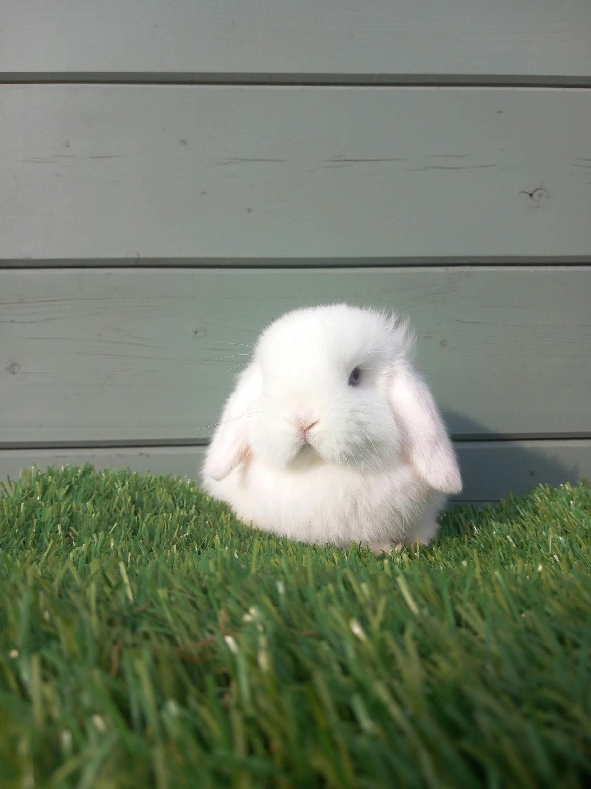 Prachtig minilop voedstertje ️, Dieren en Toebehoren, Vrouwelijk, Klein, Hangoor, 0 tot 2 jaar
