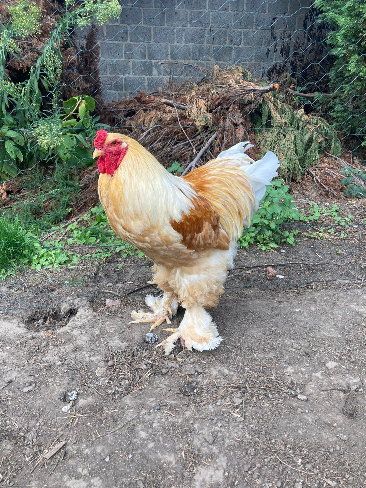 Brahma haan met 5 brahma hennen in verschillende kleuren., Plusieurs animaux, Poule ou poulet
