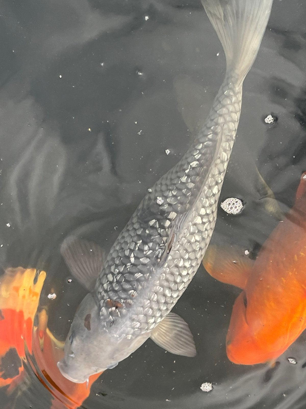 Japanse koi ginrin ochiba 35 cm vrouwelijk, Dieren en Toebehoren, Vissen | Vijvervissen