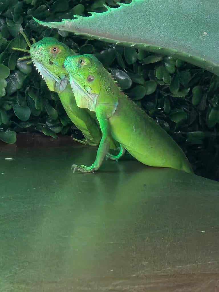 Leguanen Axanthic- groen met blauwe kop, Dieren en Toebehoren, Reptielen en Amfibieën, Amfibie