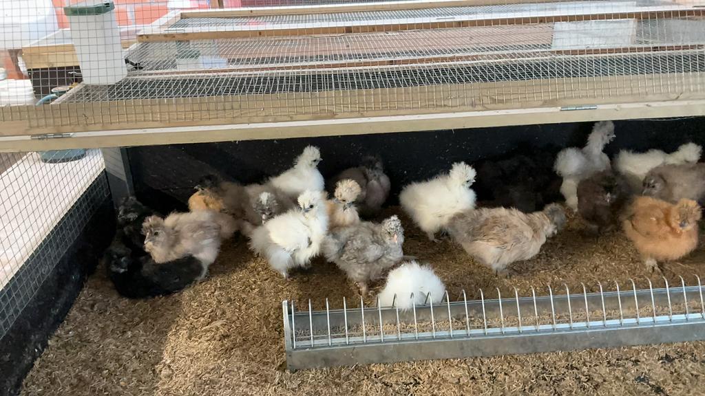 USA zijdehoenders, Plusieurs animaux, Poule ou poulet