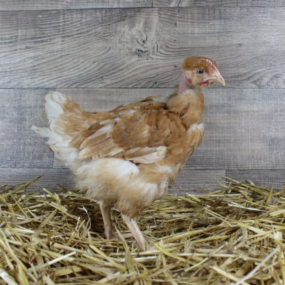 Chou/poules et coqs à cou nu, Animaux & Accessoires, Volatiles, Poule ou poulet, Plusieurs animaux