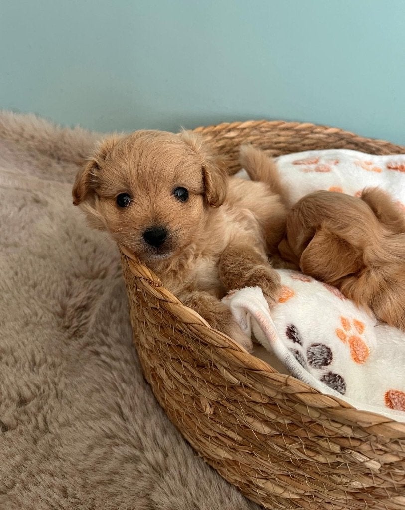 Fluffy pomapoo pups ( dwergkees x toy poedel ), Dieren en Toebehoren, Poedel, België, CDV (hondenziekte), 8 tot 15 weken