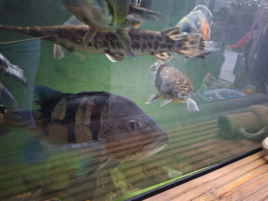 Peacock Bass, Dieren en Toebehoren, Ophalen, Overige typen