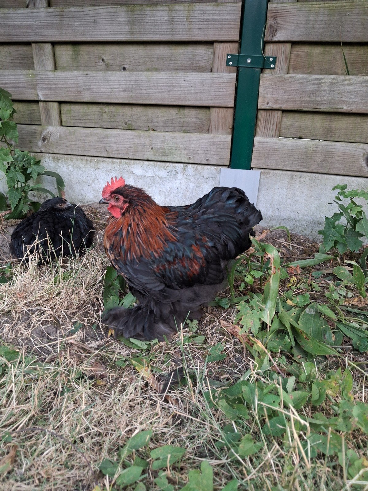 Raszuivere Cochin Kriel Haan, Dieren en Toebehoren, Mannelijk, Kip