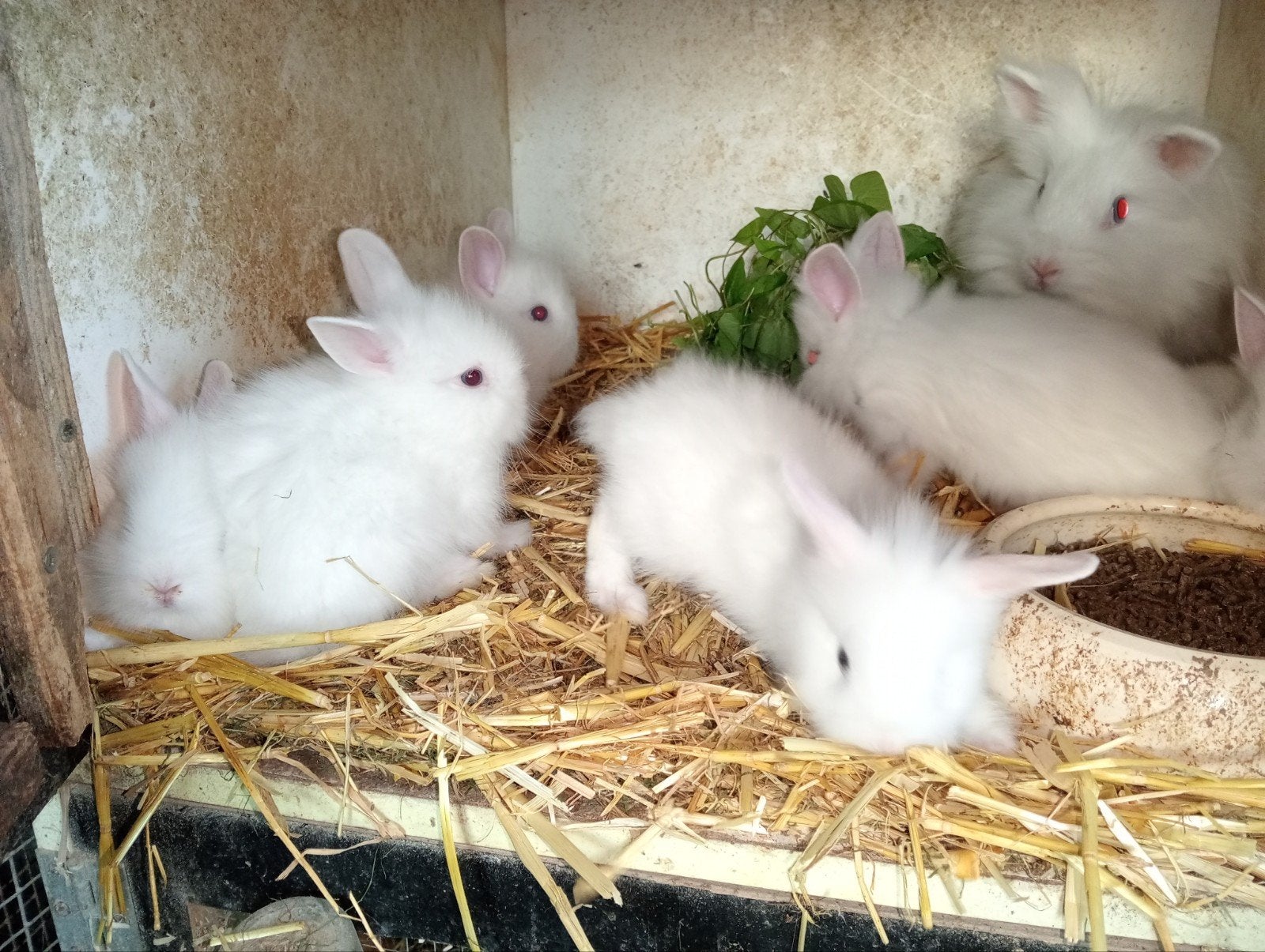 Jonge witte blauwoog leeuwenkopjes (dwergkonijnen), Avril, Sexe inconnu