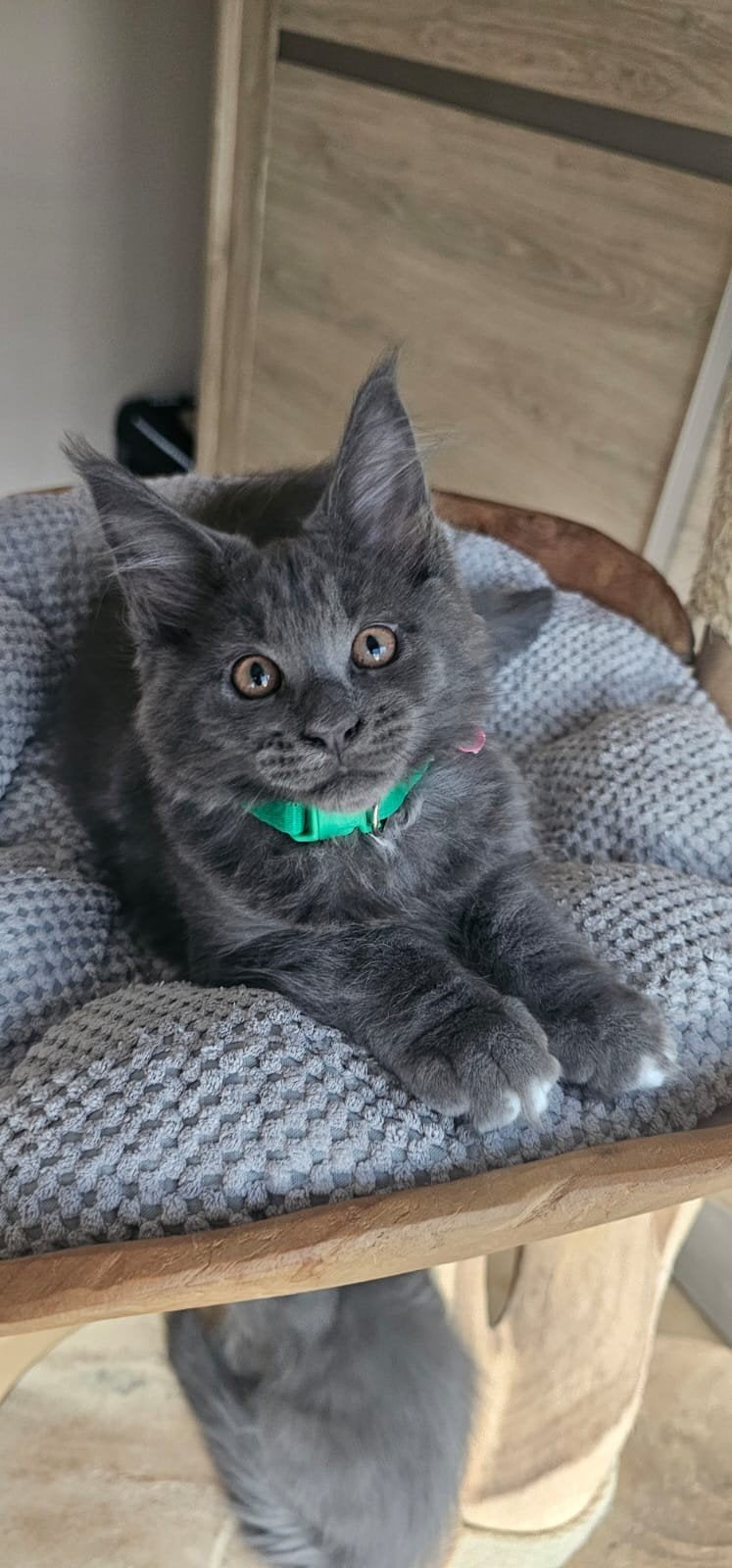 Prachtige Maine coon poes met kampioen stamboom Russisch ln, 0 tot 2 jaar