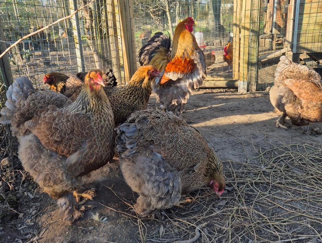 Brahama, Dieren en Toebehoren, Pluimvee