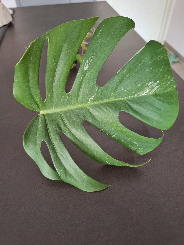 Monstera variegata stek met wortels, Enlèvement ou Envoi