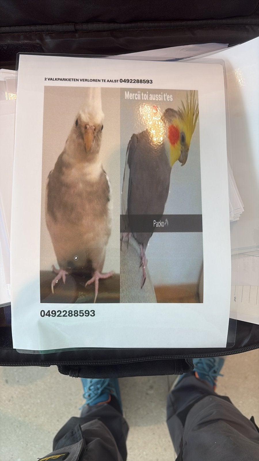 2 valkparkieten weggevlogen aalst‼️, Animaux & Accessoires, Oiseaux | Accessoires, Enlèvement