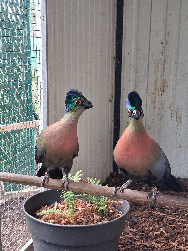 Tourako à crête violette, Animaux & Accessoires, Mâle, Oiseau tropical, Domestique