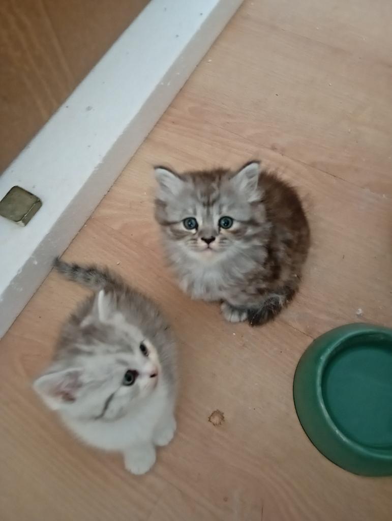 Kittens Brits Korthaar / Brits Langhaar, Plusieurs animaux, Vermifugé, 0 à 2 ans