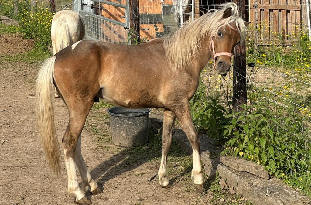 Mini paard hengstjes van 2025, Avec pedigree, Poney de récréation, Étalon, 0 à 2 ans