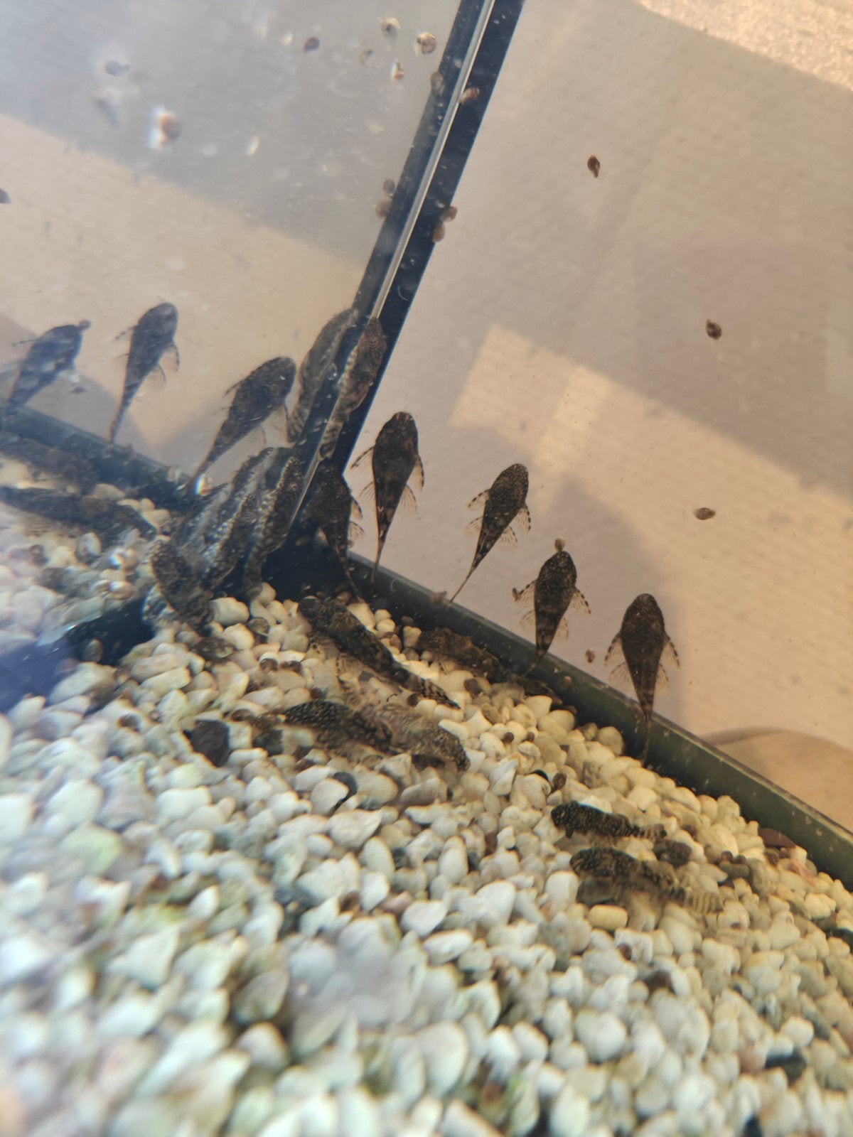 Borstelneus, Dieren en Toebehoren, Vis, Zoetwatervis