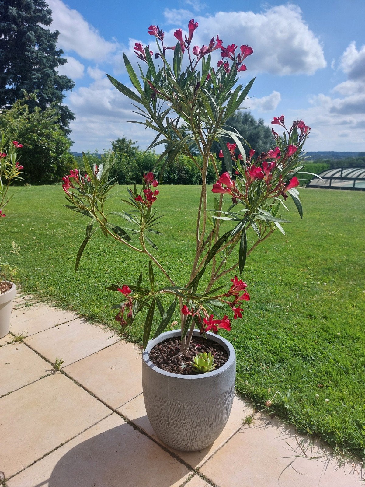 Laurier rose en pot de fleurs, Jardin & Terrasse, Plantes | Arbres, Enlèvement