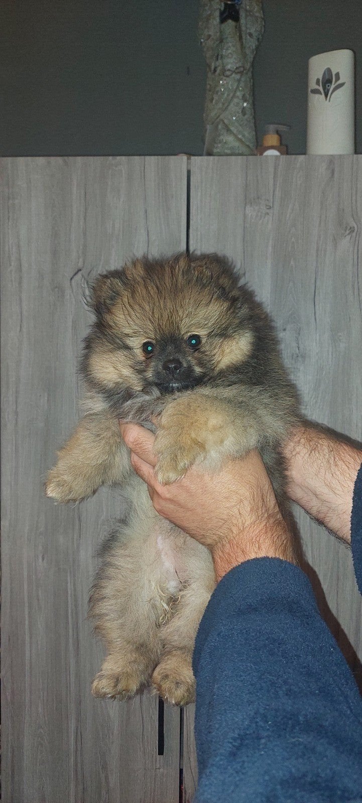pomeranian/pomeriaan/mini, Dieren en Toebehoren, Honden | Poolhonden, Keeshonden en Oertypen, Parvo, België, Fokker | Hobbymatig