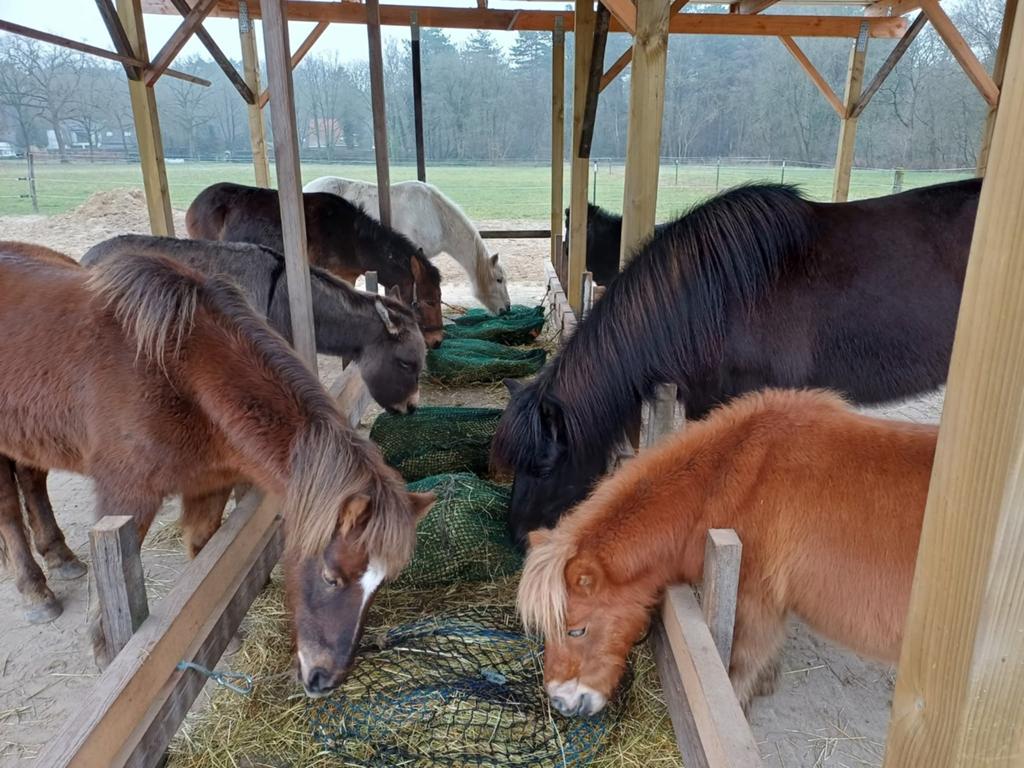 Plaats vrij op paddock paradise Kalmthout, Dieren en Toebehoren, Stalling en Weidegang